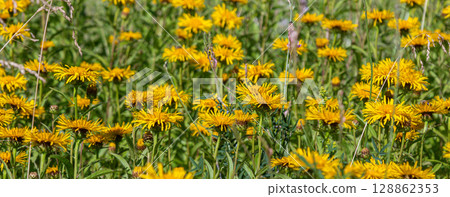 Willow-leaved Inula blooming in a vibrant meadow filled with yellow flowers during a sunny spring afternoon Willow-leaved Inula blooming in a vibrant meadow filled with yellow flowers during a sunny spring afternoon 128862353