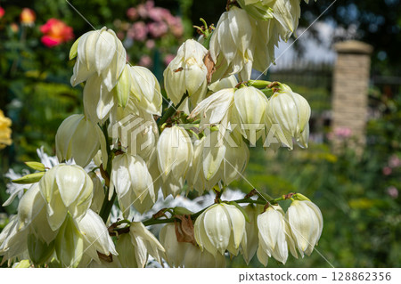 Yucca filamentosa blooms showcased in a vibrant garden setting during the spring season 128862356