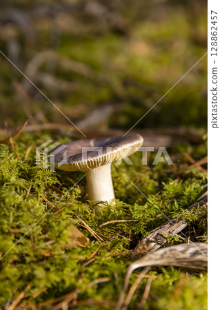 a forest in which different types of mushrooms grow, sunny autumn weather in the forest 128862457