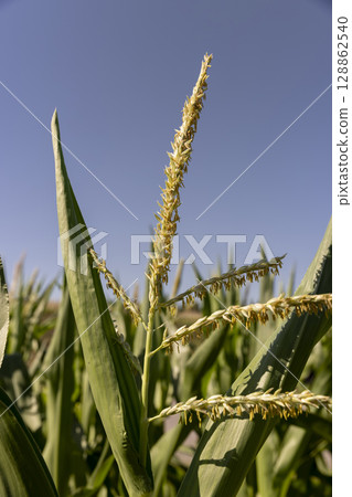 an agricultural field where corn crops are grown with flowers against a clear blue sky, close up 128862540