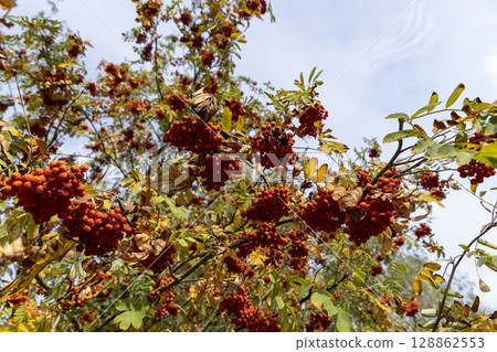 red rowan berries in the autumn , ripe red rowan berries and yellowing foliage of trees in the park red rowan berries in the autumn , ripe red rowan berries and yellowing foliage of trees in the park 128862553