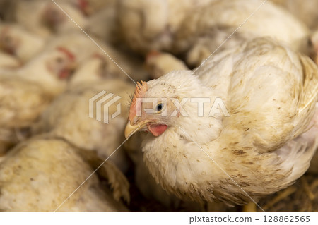 a large number of fat, well-fed poultry chickens in a poultry farm for the production of chicken meat a large number of fat, well-fed poultry chickens in a poultry farm for the production of chicken meat 128862565