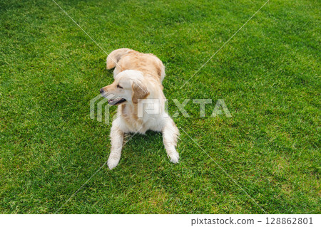 Golden retriever lying relaxed on bright green grass outdoors, looking calmly to the side during a sunny day 128862801