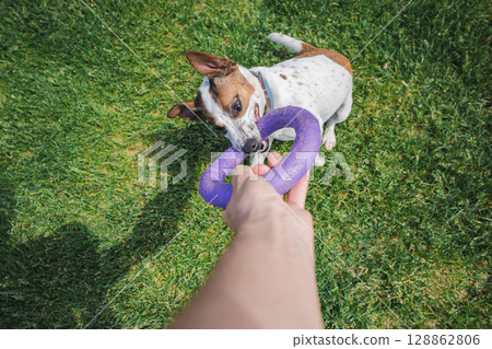 Playful Jack Russell Terrier engaged in tug-of-war with owner, biting a purple ring toy with determination and excitement on a sunny grassy lawn. Playful Jack Russell Terrier engaged in tug-of-war with owner, biting a purple ring toy with determination and excitement on a sunny grassy lawn. 128862806