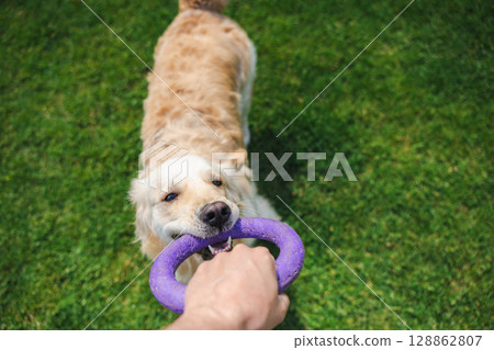 Happy golden retriever dog gripping a purple ring toy, engaged in a playful tug with its owner on a vibrant green lawn outside Happy golden retriever dog gripping a purple ring toy, engaged in a playful tug with its owner on a vibrant green lawn outside 128862807