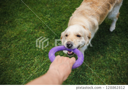 Happy golden retriever dog playing tug of war with owner outdoors on lush green grass with a purple ring toy Happy golden retriever dog playing tug of war with owner outdoors on lush green grass with a purple ring toy 128862812