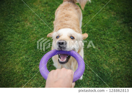 Golden retriever dog playing tug of war with owner using a purple ring toy on green grass outdoors Golden retriever dog playing tug of war with owner using a purple ring toy on green grass outdoors 128862813
