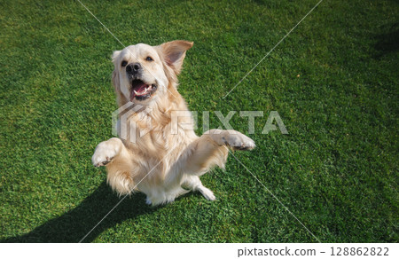 Golden retriever leaps joyfully outdoors, catching a toy mid-air on vibrant green grass during a sunny day 128862822