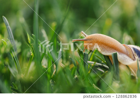 Extended snail with a glossy striped shell crawling across green grass in a close-up low-angle outdoor scene 128862836