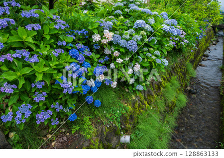 Hydrangeas blooming along the waterway in Kaisei Town 128863133
