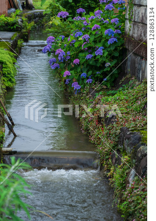 Hydrangeas blooming along the waterway in Kaisei Town 128863134