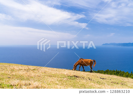 <Miyazaki Prefecture> Cape Toi with horses 128863210