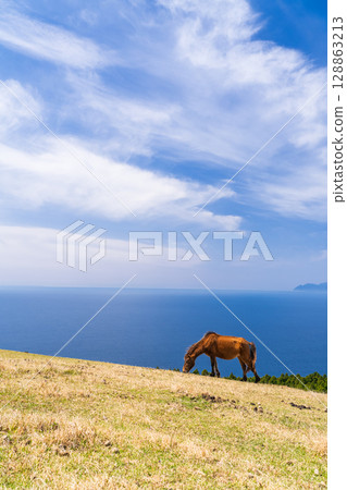 <Miyazaki Prefecture> Cape Toi with horses <Miyazaki Prefecture> Cape Toi with horses 128863213