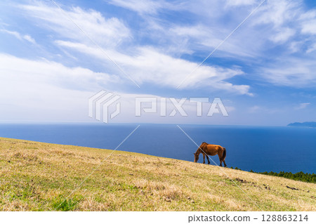<Miyazaki Prefecture> Cape Toi with horses 128863214