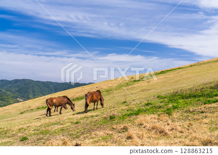 <Miyazaki Prefecture> Cape Toi with horses <Miyazaki Prefecture> Cape Toi with horses 128863215