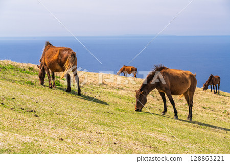 <Miyazaki Prefecture> Cape Toi with horses 128863221