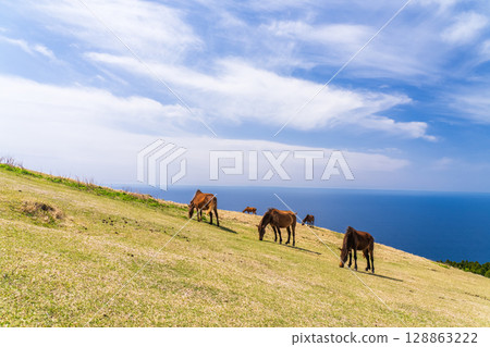 <Miyazaki Prefecture> Cape Toi with horses 128863222