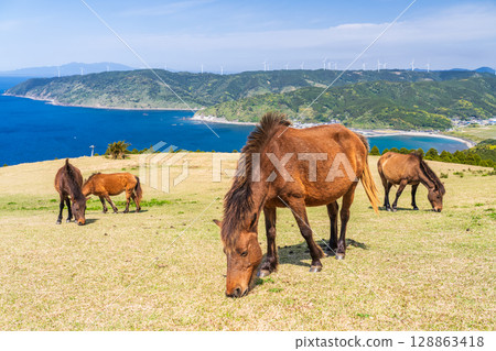 <宮崎縣> 土井岬與馬匹 <宮崎縣> 土井岬與馬匹 128863418