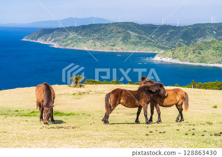 <Miyazaki Prefecture> Cape Toi with horses <Miyazaki Prefecture> Cape Toi with horses 128863430