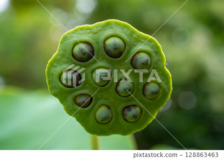 蓮花真的 蓮花真的 128863463