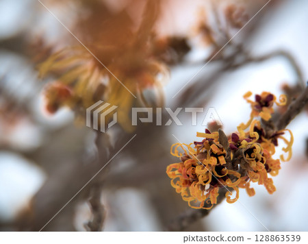 Hamamelis intermedia "Elena" flowers starting to bloom in February after snow fell Hamamelis intermedia "Elena" flowers starting to bloom in February after snow fell 128863539