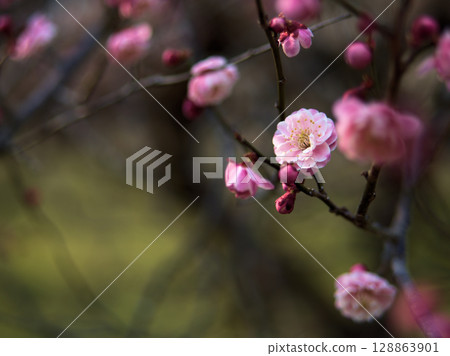 「新平家」－三月盛開的美麗粉紅梅花 128863901