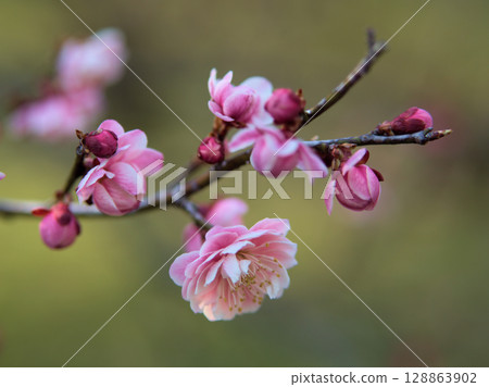 「新平家」－三月盛開的美麗粉紅梅花 128863902