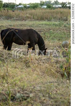 A dark brown horse grazes in the steppe and eats grass. 128863932