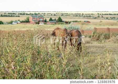 A dark brown horse grazes in the steppe and eats grass. A dark brown horse grazes in the steppe and eats grass. 128863976