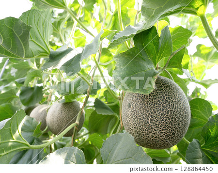 Melon greenhouse cultivation: Takami Melon 128864450