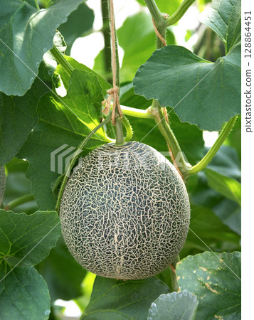 Melon greenhouse cultivation: Takami Melon 128864451