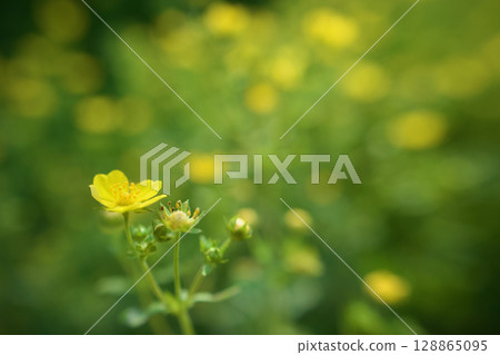 The flower language of this plant is "devilish charm". It is said to be non-poisonous despite its name. From spring to early summer. The flower language of this plant is "devilish charm". It is said to be non-poisonous despite its name. From spring to early summer. 128865095