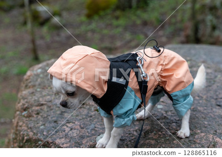 Small white chihuahua dog wearing raincoat and harness standing on rock in forest Small white chihuahua dog wearing raincoat and harness standing on rock in forest 128865116