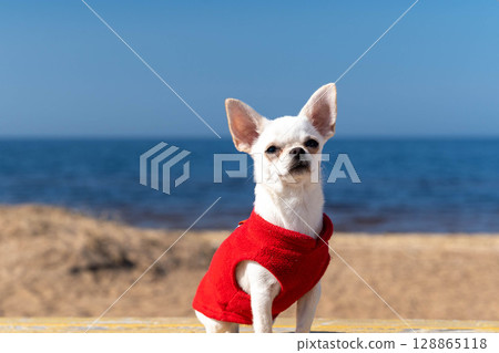 White chihuahua puppy wearing red clothes sitting on beach White chihuahua puppy wearing red clothes sitting on beach 128865118