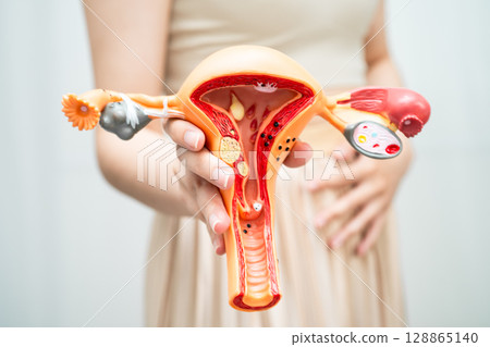 Uterus, Asian woman holding human anatomy model. 128865140