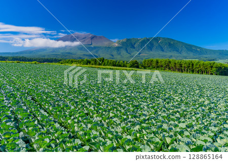 (Gunma Prefecture) Cabbage fields in Tsumagoi village under clear skies (with Mount Asama in the background) 128865164
