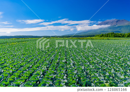（群馬縣）晴空下的嬬戀村捲心菜田（背景為淺間山） 128865166