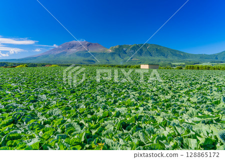 （群馬縣）晴空下的嬬戀村捲心菜田（背景為淺間山） 128865172