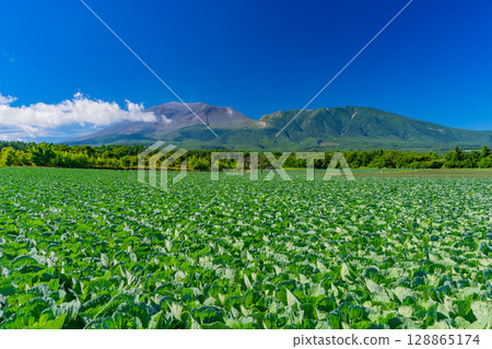 (Gunma Prefecture) Cabbage fields in Tsumagoi village under clear skies (with Mount Asama in the background) 128865174