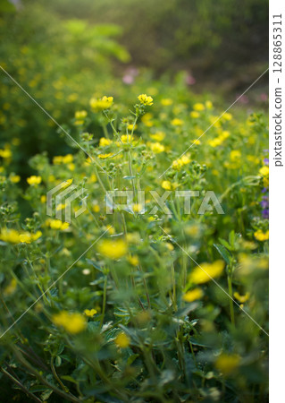 這種植物的花語是「惡魔般的魅力」。據說它雖然名為“惡魔”，但實際上無毒。適合春季至初夏。 128865311