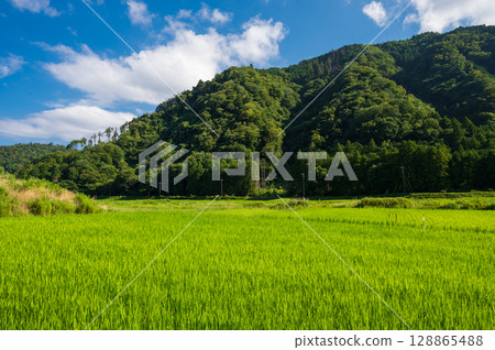 The original landscape of Ito city: Rural scenery in summer 128865488