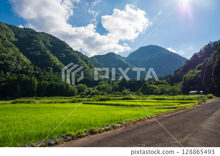 伊東市的原生態景觀：夏日田園風光 128865493