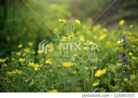 The flower language of this plant is "devilish charm". It is said to be non-poisonous despite its name. From spring to early summer. The flower language of this plant is "devilish charm". It is said to be non-poisonous despite its name. From spring to early summer. 128865503