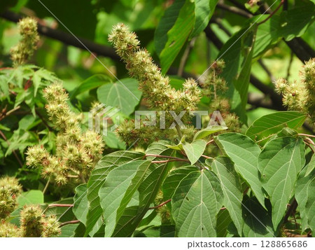 Young fruit of Mallotus japonicus 128865686