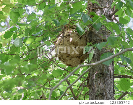 Hornet's nest Forest bush 128865742