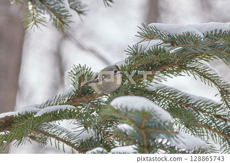 Aikita Daki 128865743