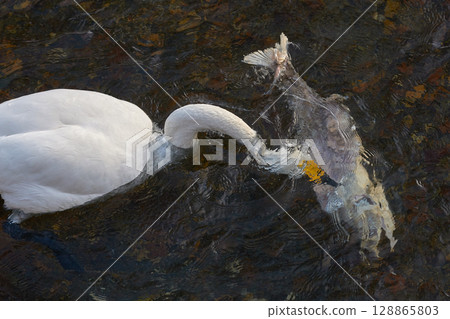 The swan and salmon (Hutchcare) The swan and salmon (Hutchcare) 128865803