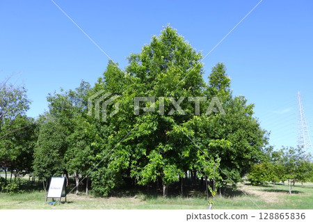 Acorn Forest (Amano Ruins Park, Takatsuki City) 128865836