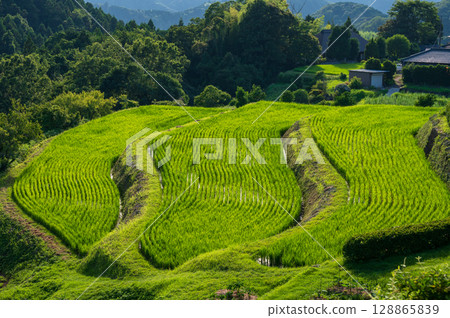 Rice terraces in the desert, three tiers of rice terraces, pristine scenery Rice terraces in the desert, three tiers of rice terraces, pristine scenery 128865839