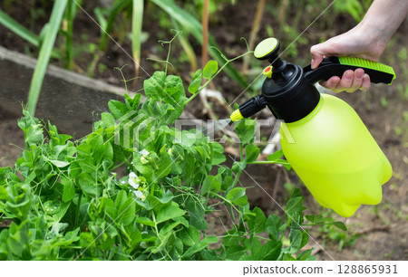 Spraying peas with herbicide against pathogens and vegetation. Copy space for text, succinic acid 128865931